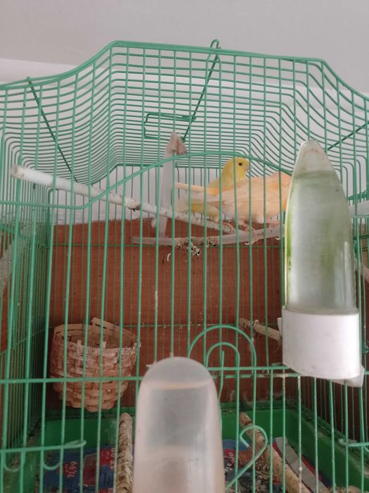 Vând canari diferite culori