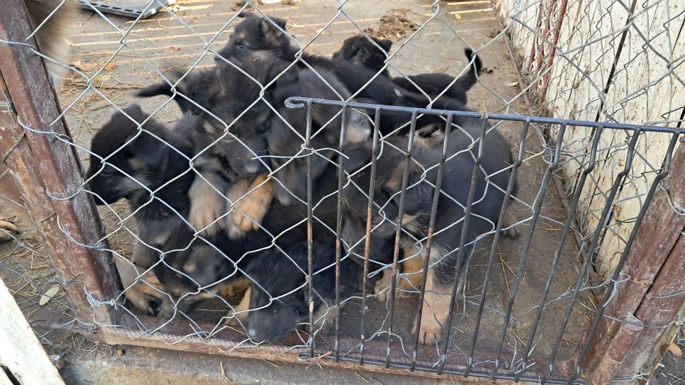 Pui Ciobanesc german