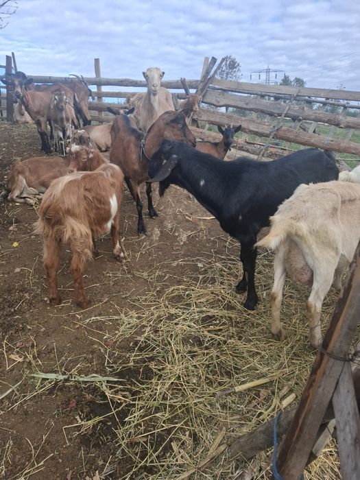 Capre bune  de  vinzare