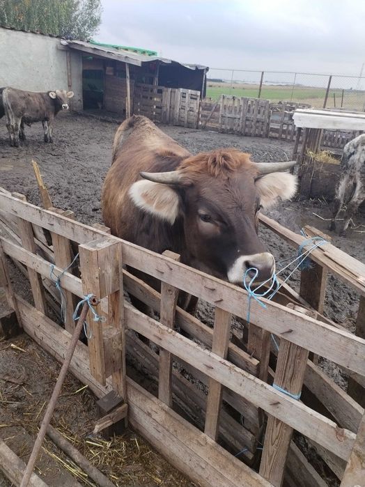 4 vitei și 2 vitele