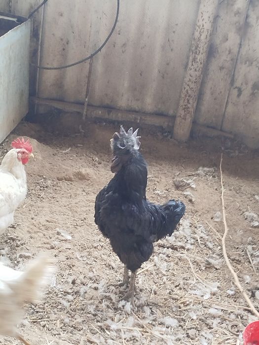 Uxayol xoroz sotiladi