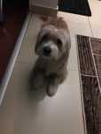 Donez Bichon 7 ani