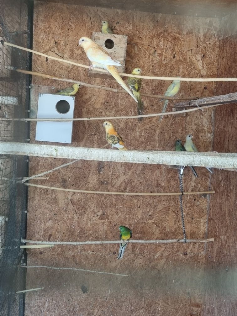 Papagali căntători pui