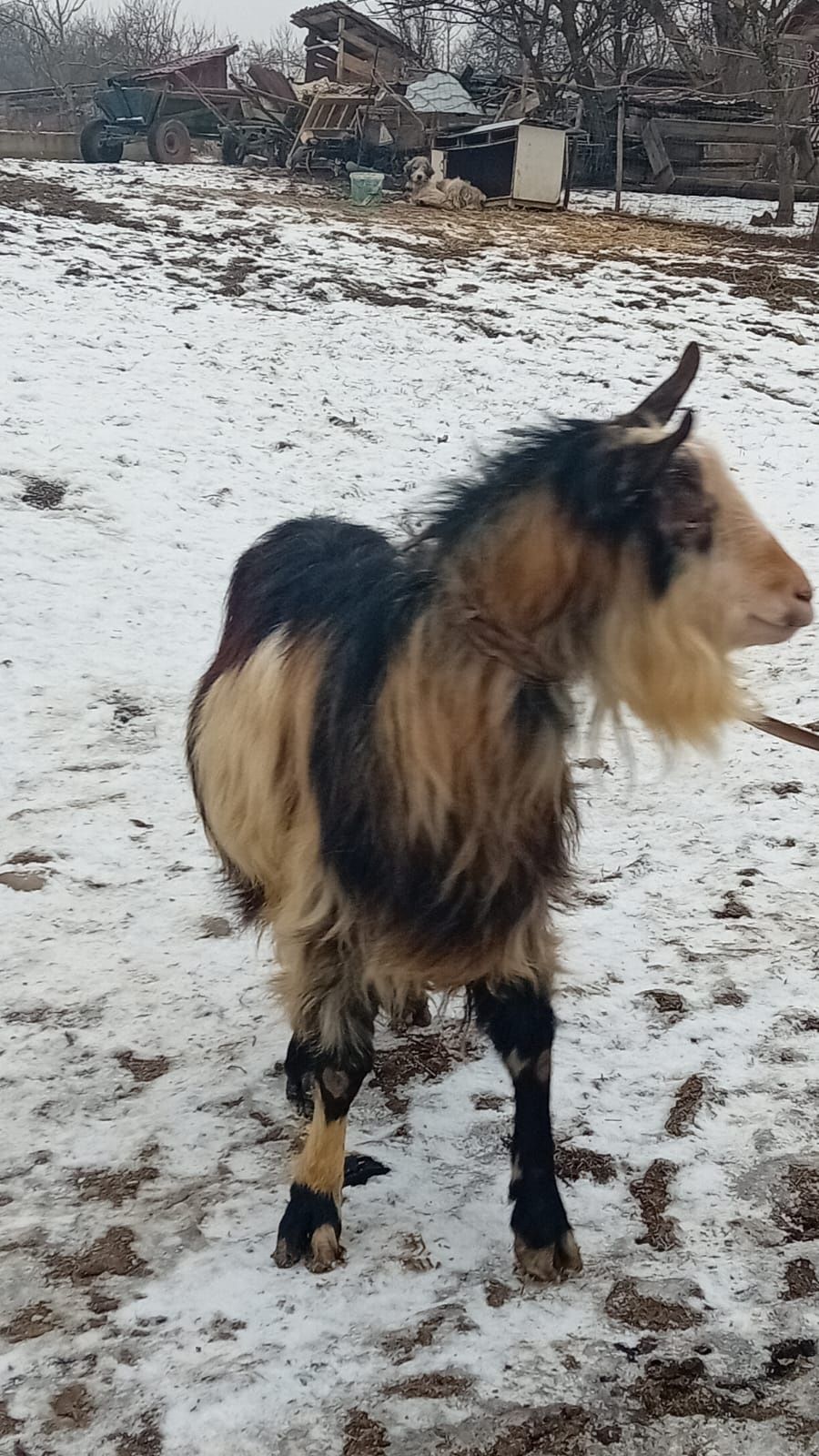 Vând țap bun carpatin