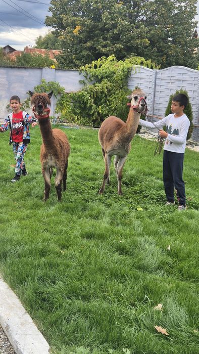 Masculi Alpaca si Lama ff blanzi, posibil schimb