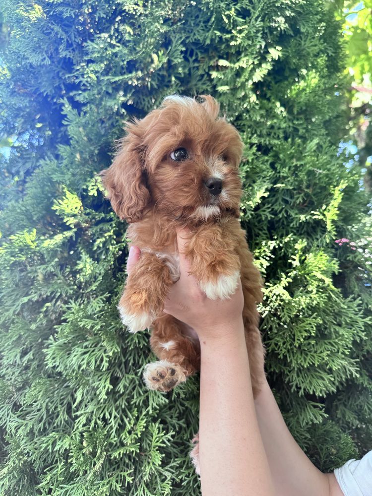 Кавапу/Cavapoo/мъжко и женско