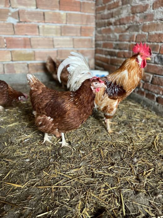 Кокошки ломан браун