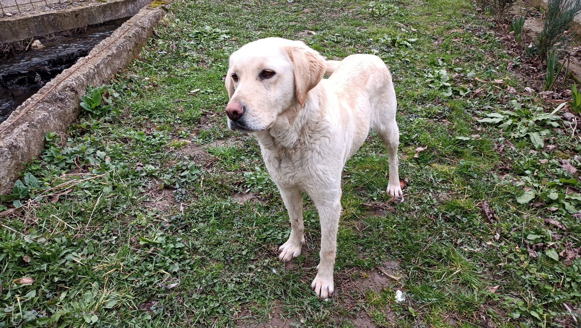 Donez Femelă Labrador