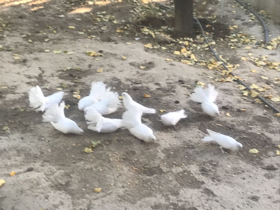 Голуби павлины и белые голоножки.