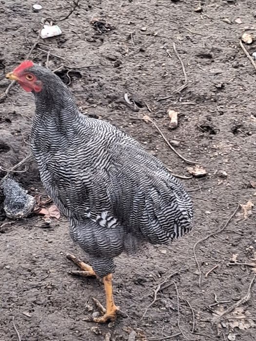 Cocoși playmonth 100 de lei buc