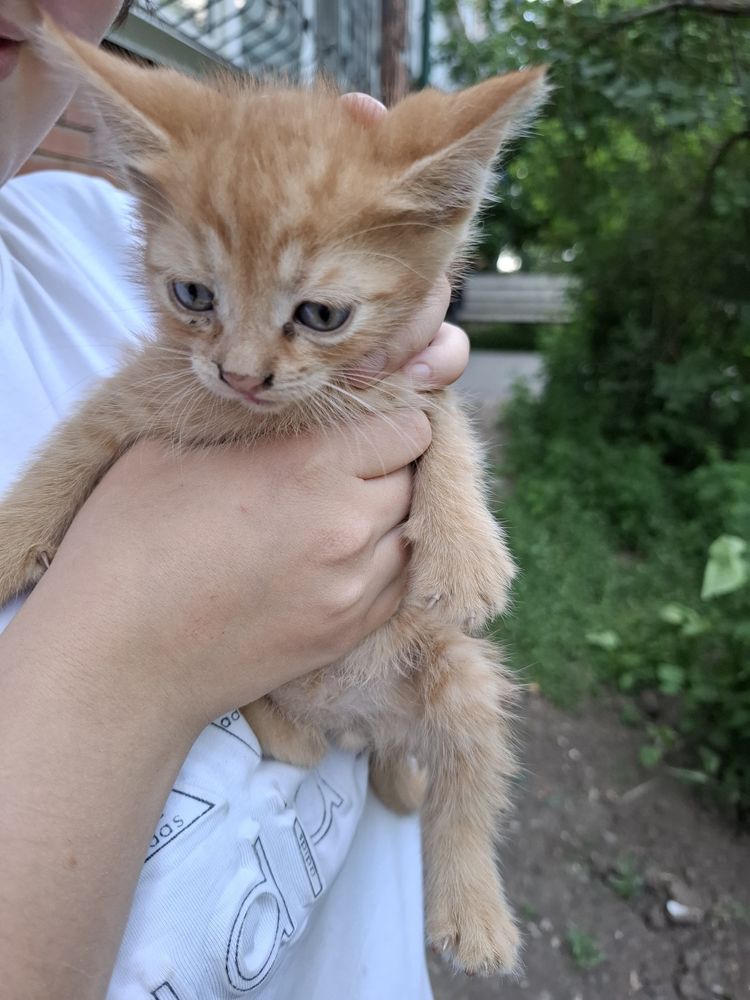 Спасите жизнь котенку