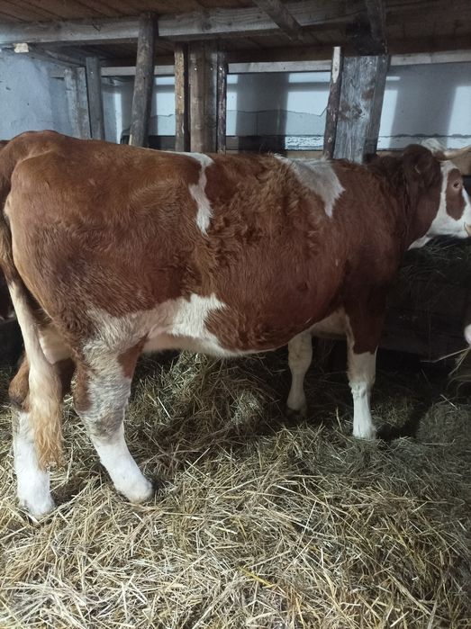 Vând 3 junici  bune