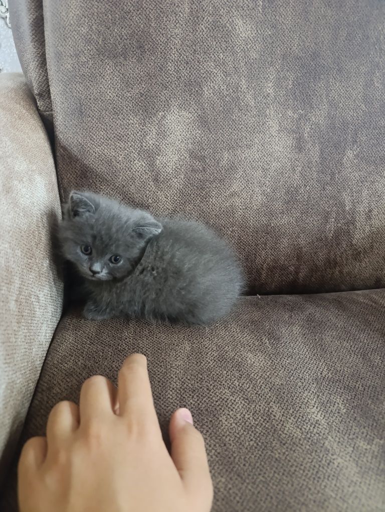 Породистые котята