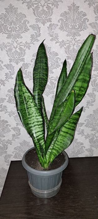 Продам щучий хвост 1000