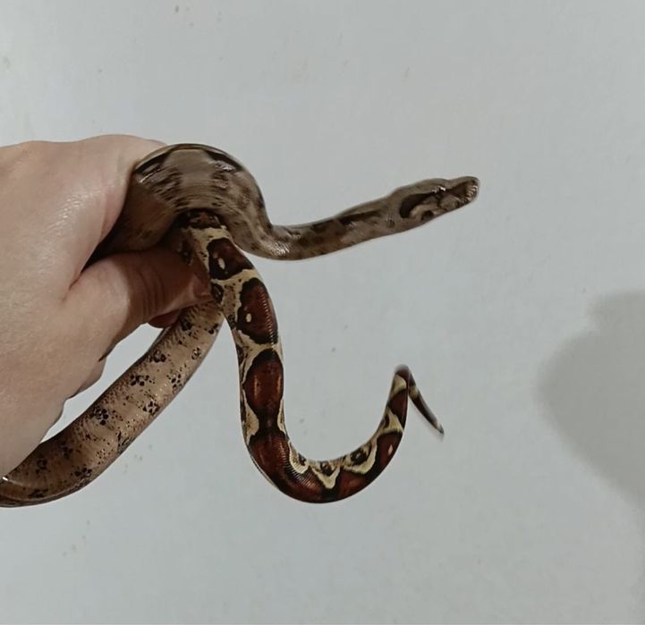 Императорский удав