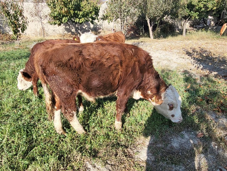 Гренфорд зоти тозаси