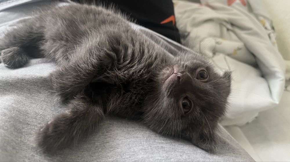 Шотландская вислоухая