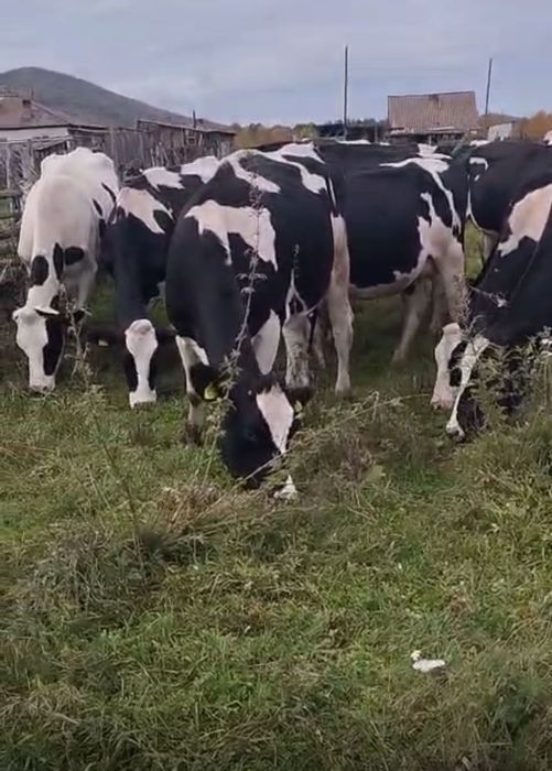 Продам племенных голштинских коров
