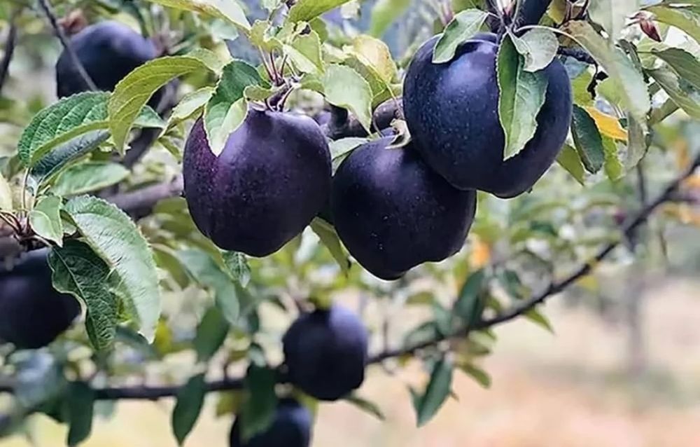 Pomi Fructiferi deosebiti  mar black dioamond
