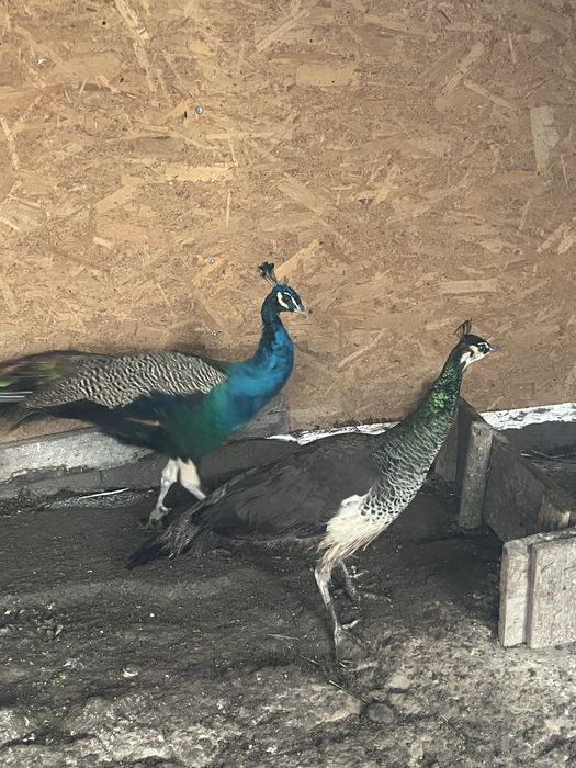 Pauni maturi …….