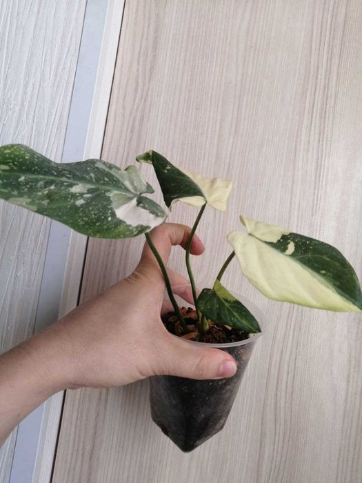 продаётся филоденрон
