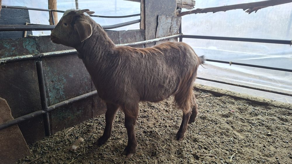 Эчки сотилади тандирга суйса булади  Echki sotiladi Козленок продаётся