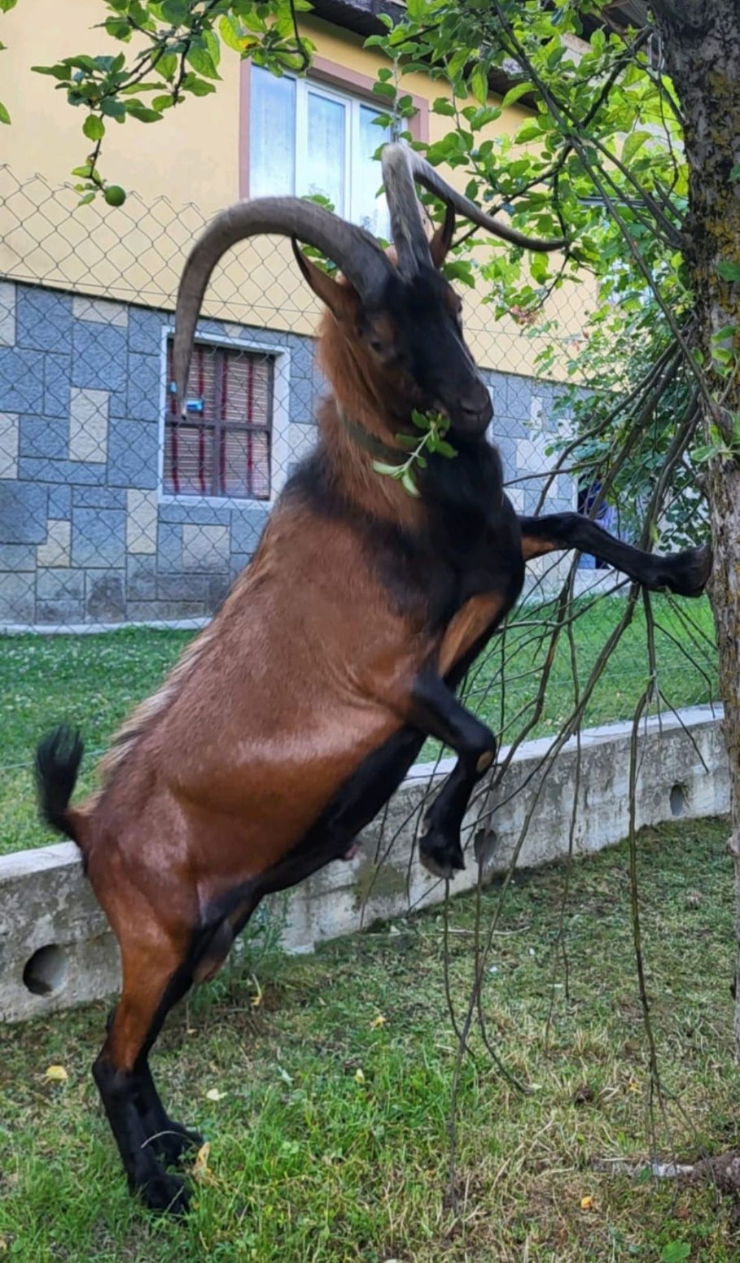 Țapi Alpini Francezi