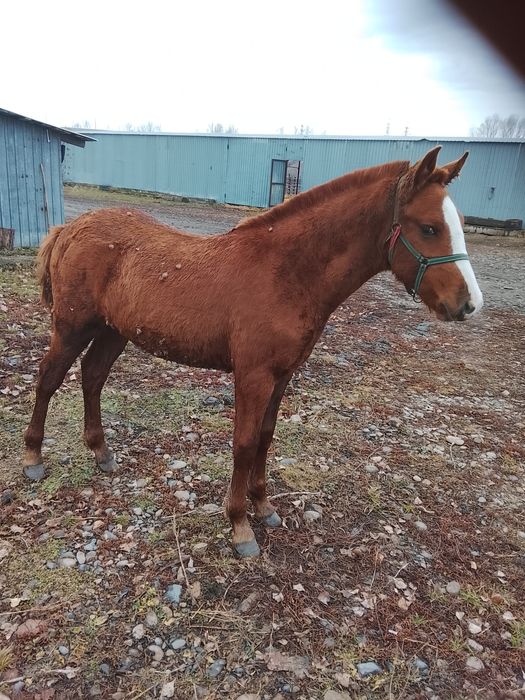 Продам жеребчика