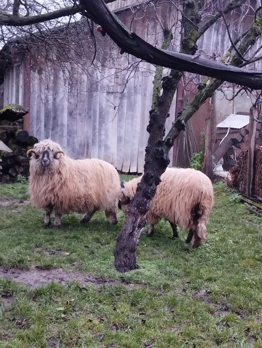 Vând berbeci mior și stramior