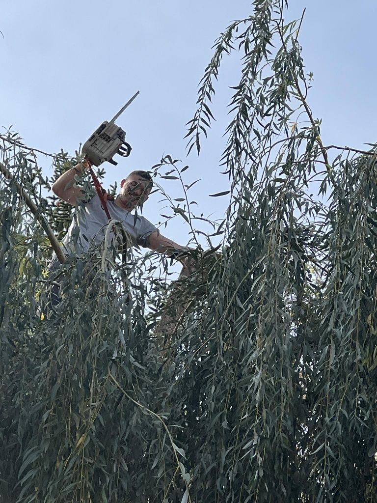 Рязане на опасни дървета и извозване на  дървесината