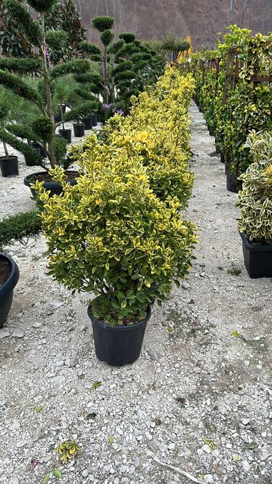 Euonymus Aurea | Gard Viu Jos Decorativ | Transport & Plantare
