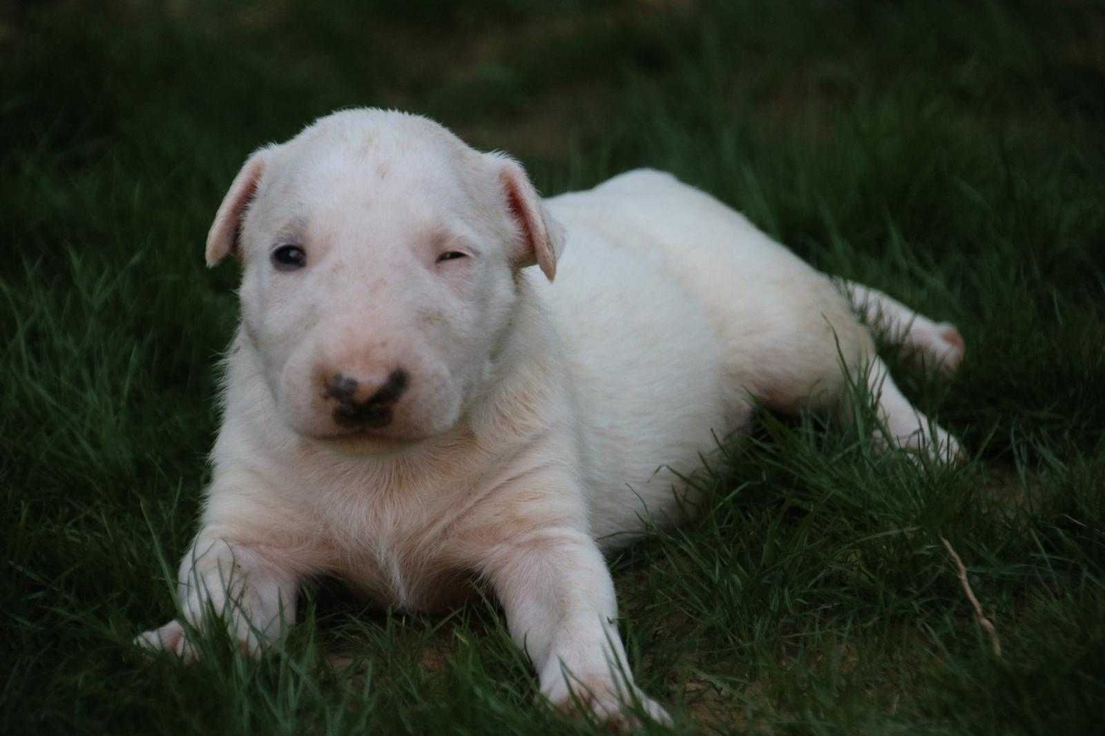 Pui Bullterrier cu pedigree