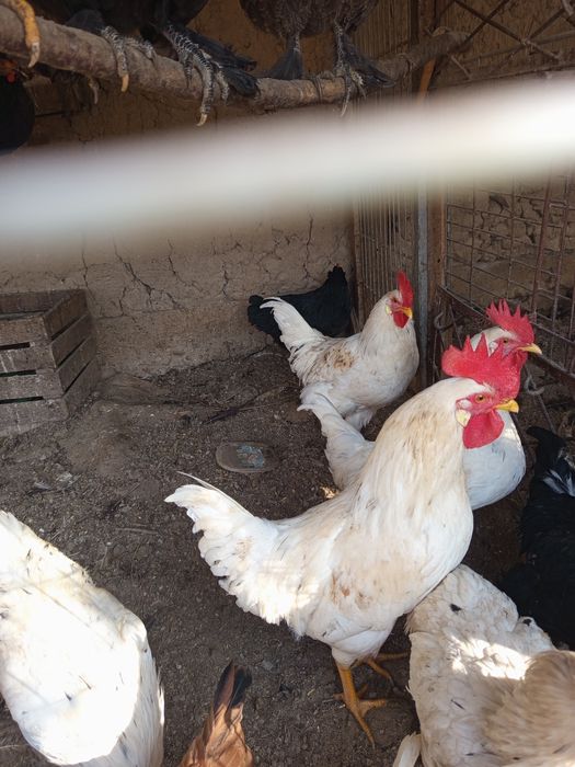 Asalomu alekum qorozlar sotladi