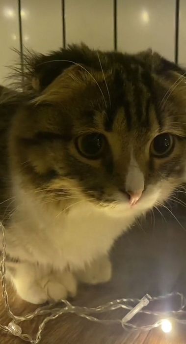 Продам кота в хорошие руки