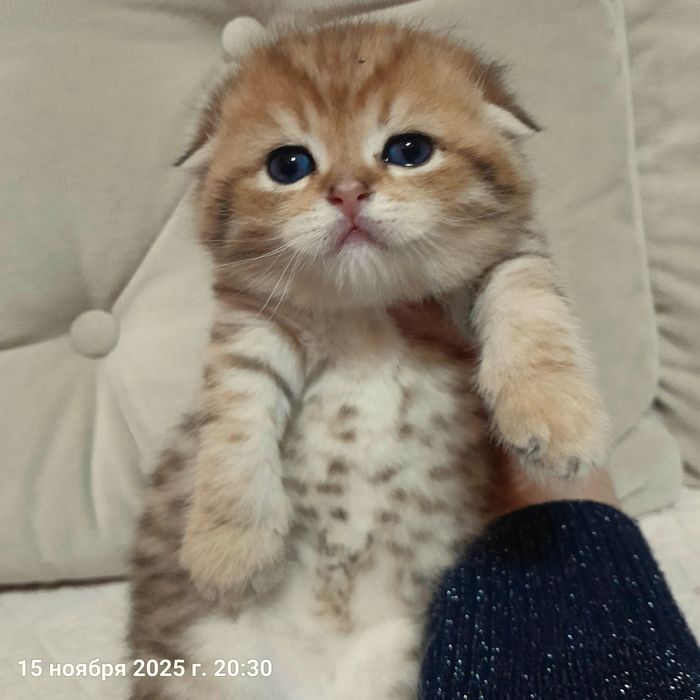 Бронь.Шикарные котята,золотая шиншилла.