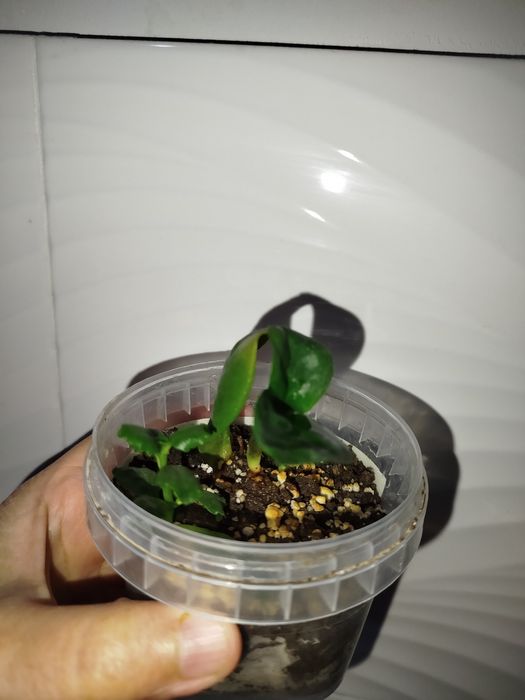 Zamiakulkas zenzi detkasi