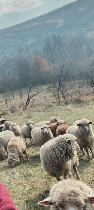 De vânzare oi tigai