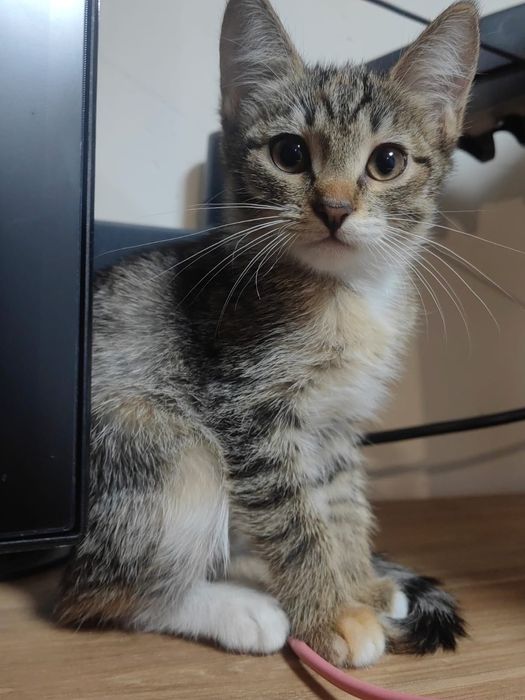 Отдам котенка девочку