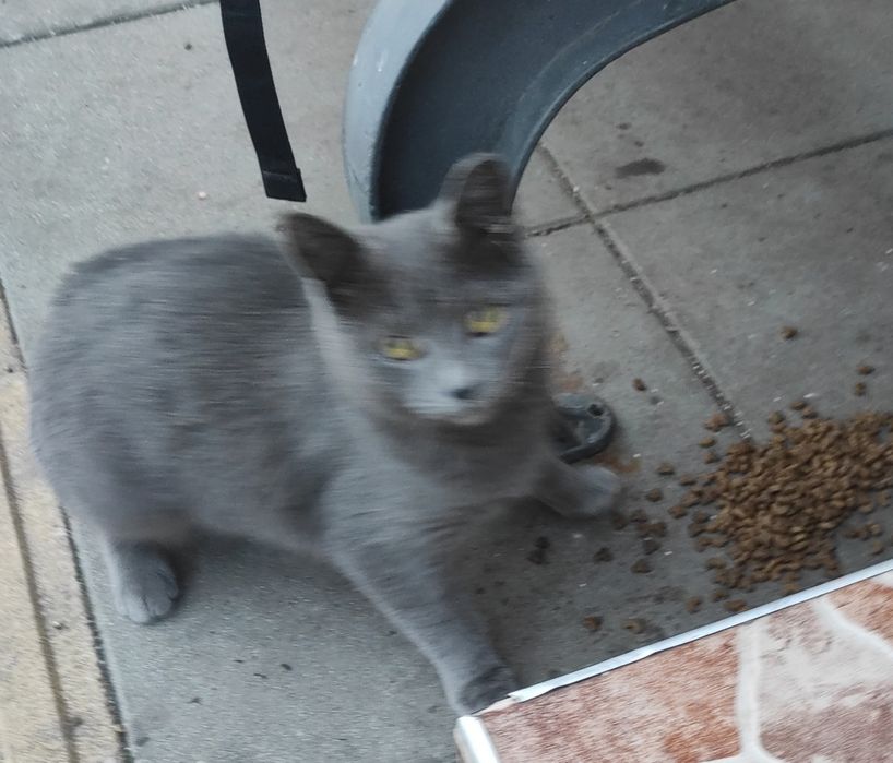 Сивушко търси дом на 6м е