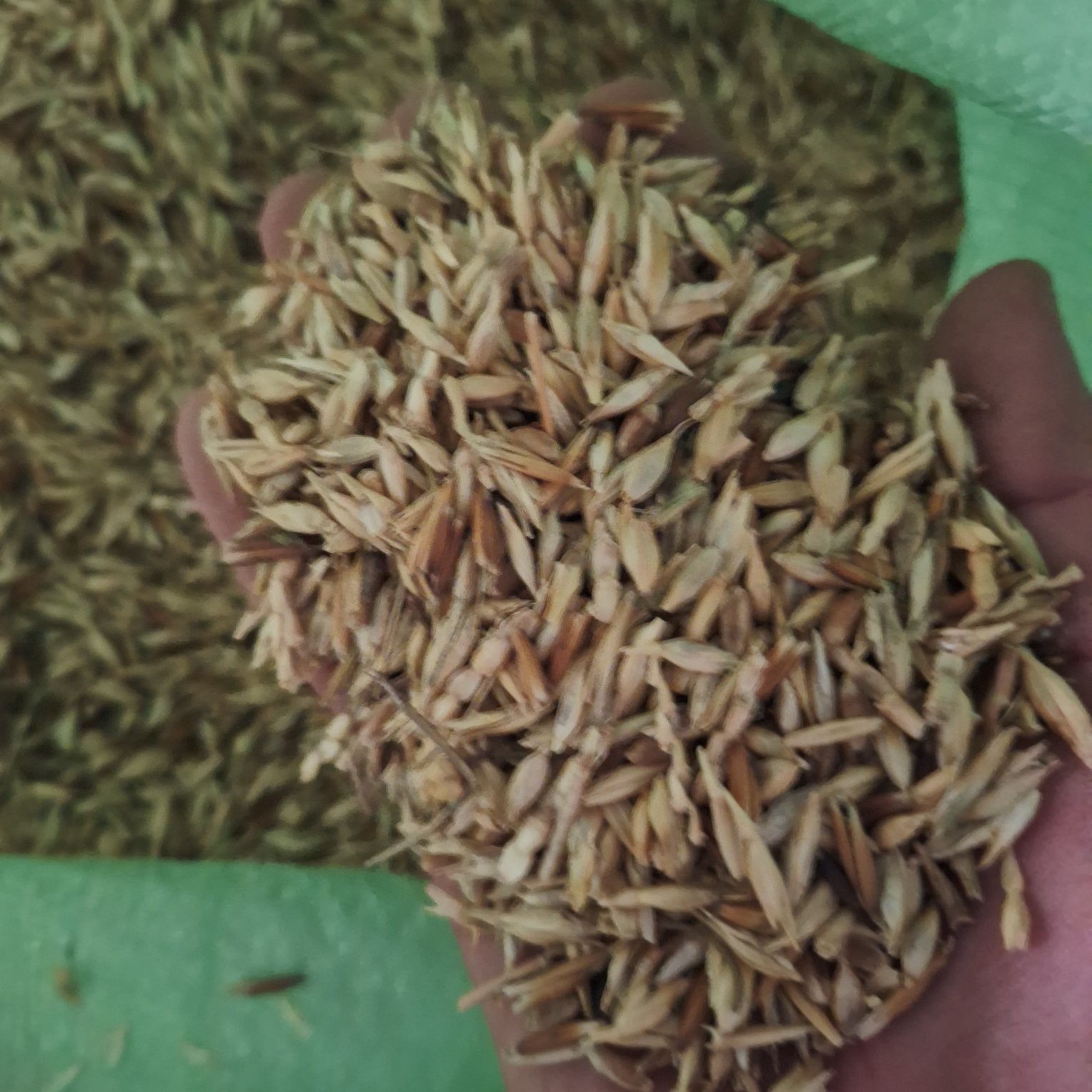 Suli Bugdoy aralashmasi chorva mollari uchun