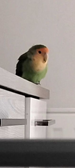 Papagal amorez/agapornis