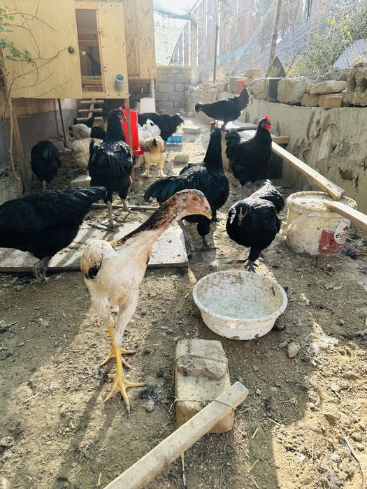 Yirik jersi gigant jo’ja xo’rozlari sotiladi