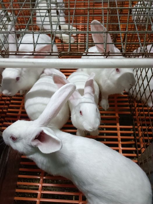 Quyon goʻsht halol pokiza