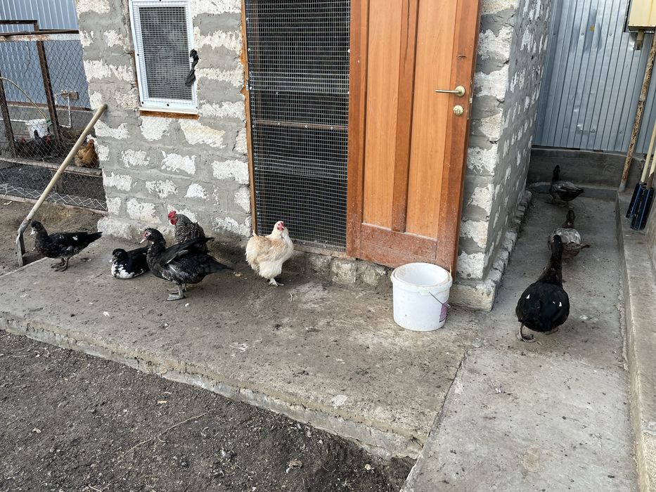 Тауық, индоутка сатылады