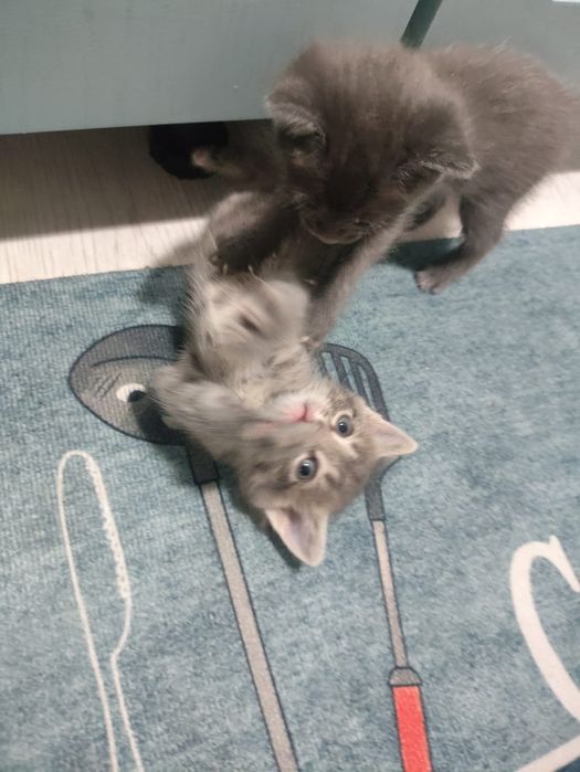 Отдам в добрые руки