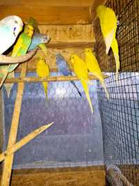 Papagali  Perusi
