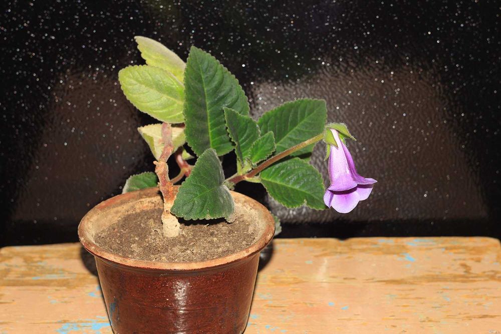 Годовалый цветок Глаксинии, Комнатные цветы