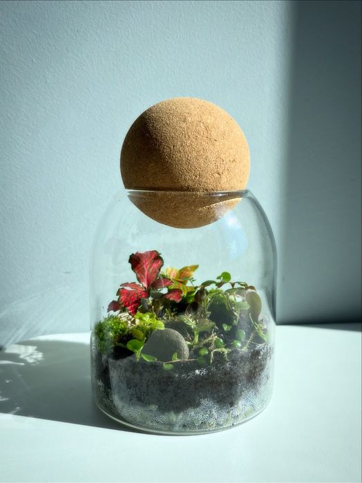 Vand terariu cu plante