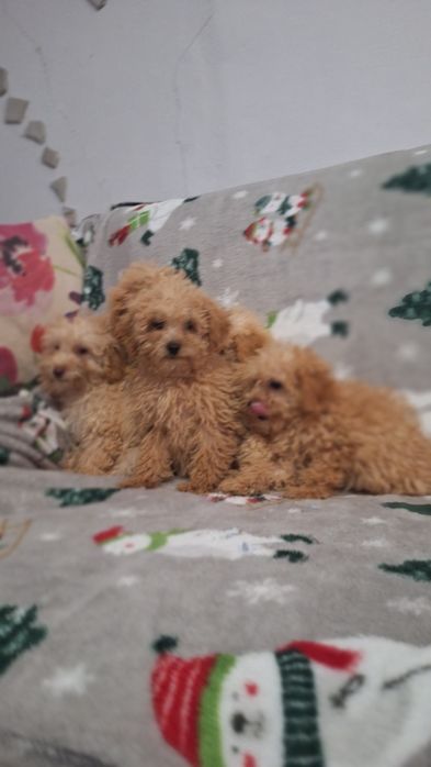 Той пудел пуделчета той