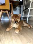 Pui Shiba Inu cu pedigree din parinti campioni – 13 săptămâni, băiat
